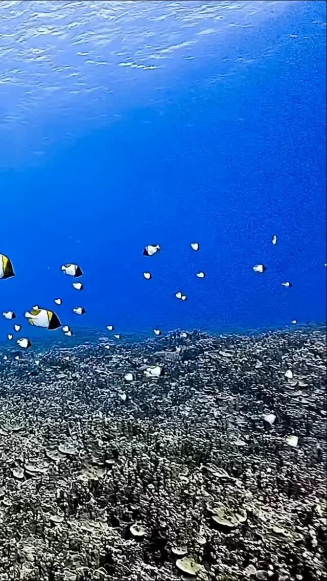 청량하고 상큼 그 자체!
나비고기들이 졸졸졸
🐠🐠🐠🐠🐠
함께한 올블루 @fun_dive_allblu 
Videographer @aqua_connections_saipan 
Editor @aquadive.kr